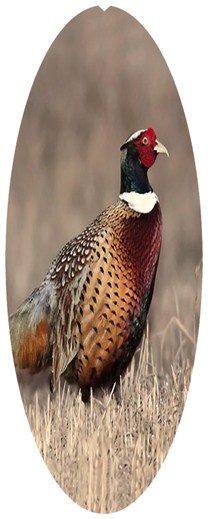 DNSA18-307 Pheasant